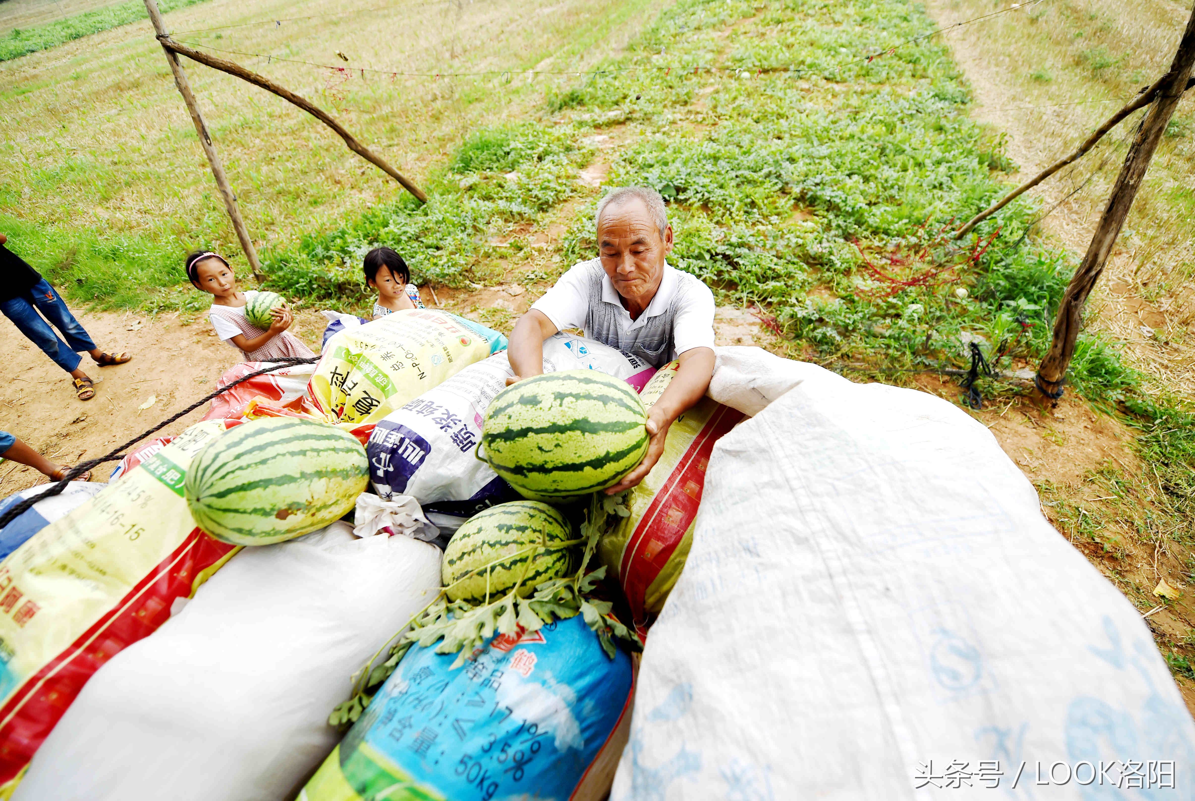 洛宁瓜农老孙的漫漫进城卖瓜记晚上露宿街头直到西瓜卖完才回去