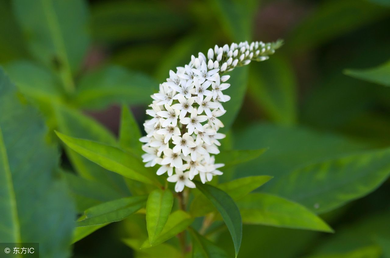 农村野草珍珠菜,竟有这么多功效,涨知识了 今天我们说的这个野菜