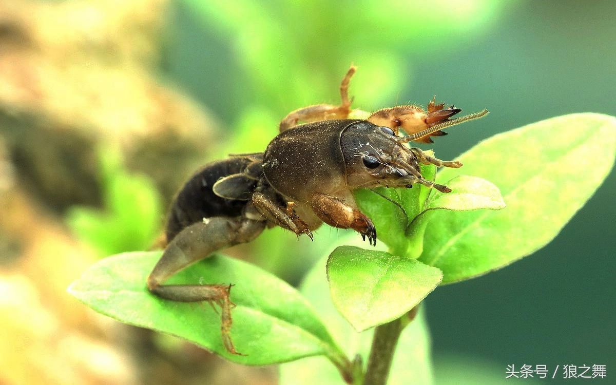 蝼蛄的使用方法以油炸为主,撕去蝼蛄的短翅,下油锅炸至金黄捞出撒上细