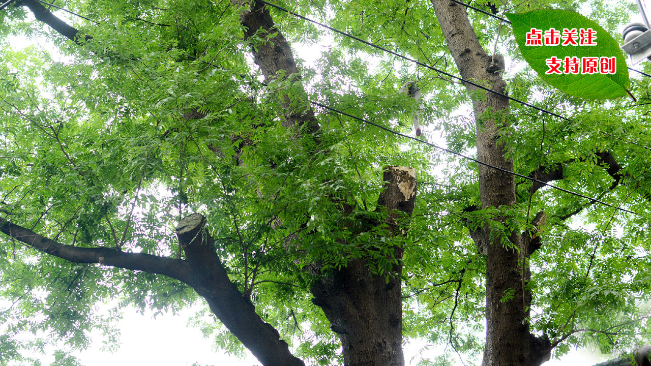 22张图告诉你,这才是遵义市城区最古老的树 经过一整天的奔波(记录